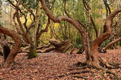 Black Park Country Park