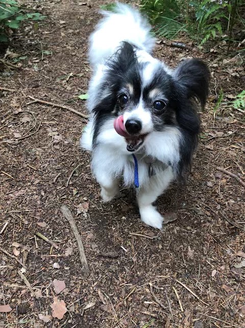 Pack Pals Dog Walking