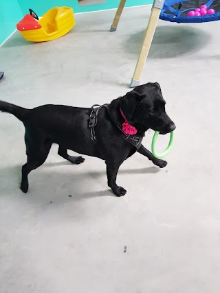 Paws at West Struther - Doggy Day Care