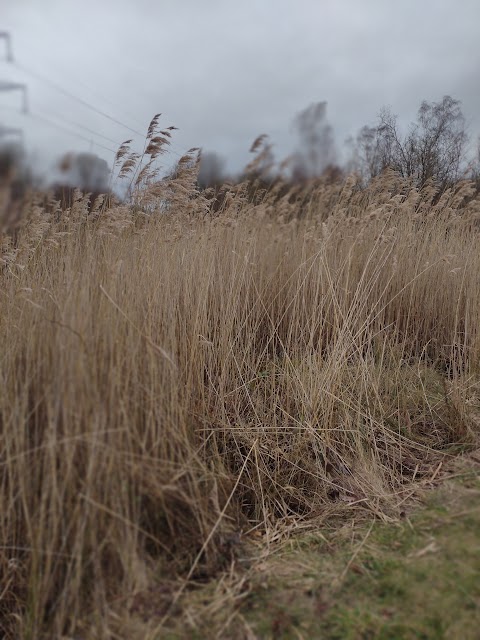 Jacksons Brickworks Local Nature Reserve