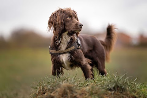 Northampton Dog Walker