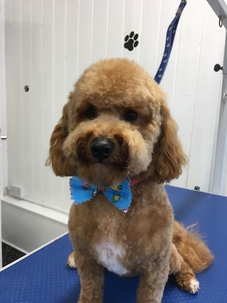 The kennel dog grooming