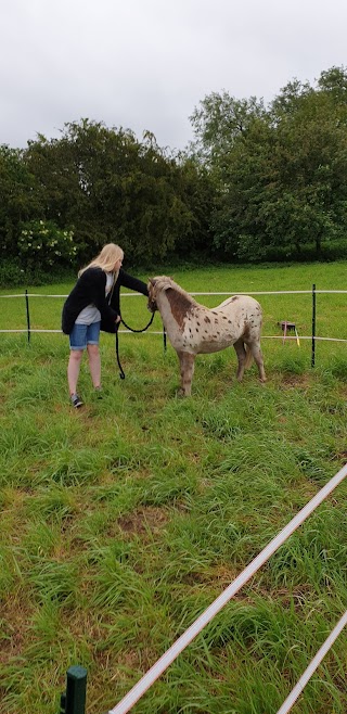 Saxondale Grooming Parlour