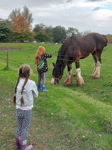 Cotebrook Shire Horse Centre