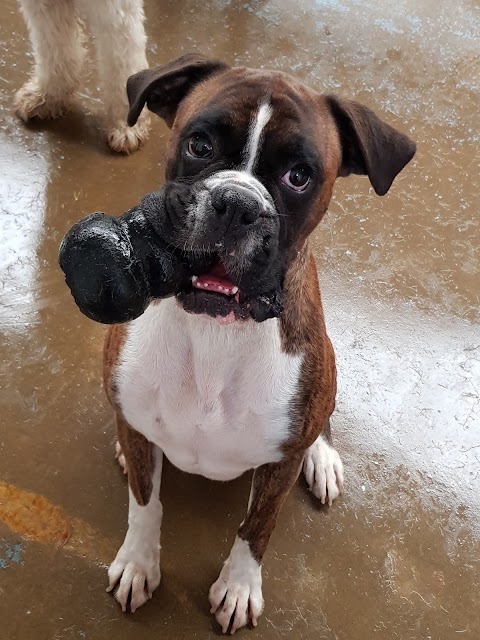 Scoobys Doggy Day Care, Swim Centre & Dog Wash