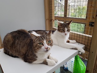 Oaks Cattery