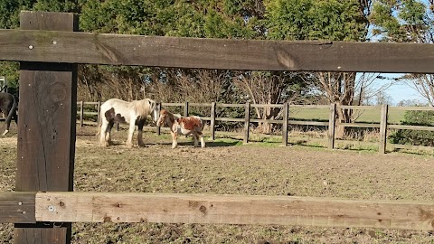 South Pasture Stables