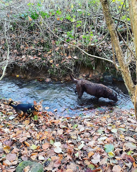 Hucknall Dog Walkers