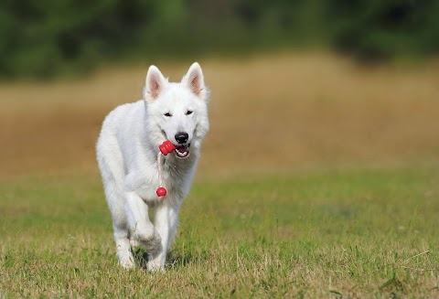 Nantwich Dog Walker