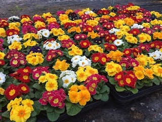 Cove Bay Nurseries