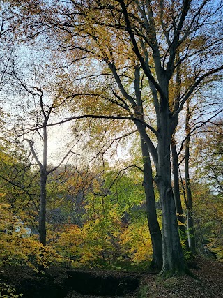 Beeley Wood