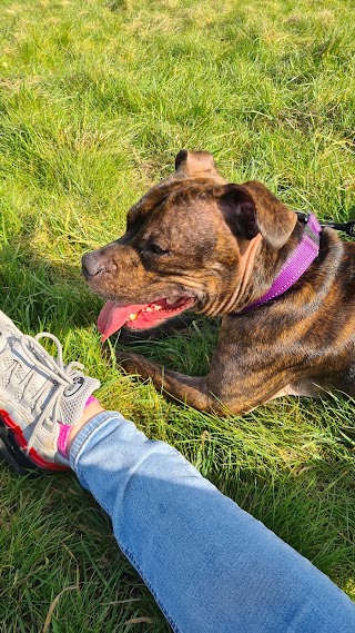 Walkies Secure Dog Paddock