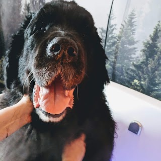 Teddy Bears luxury dog spa and grooming