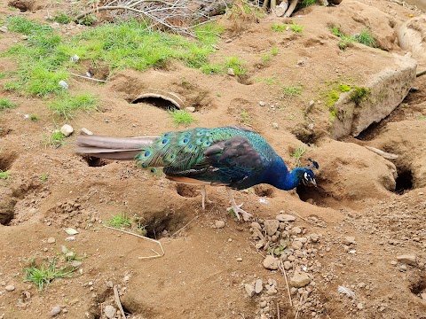 Belfast Zoo