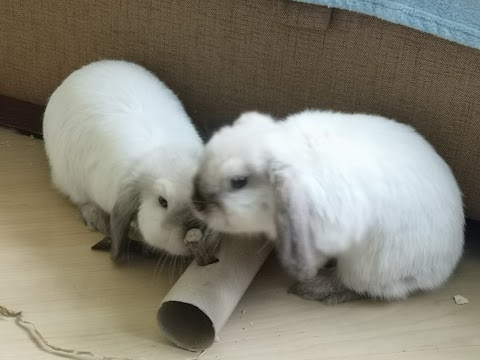 just4rabbits