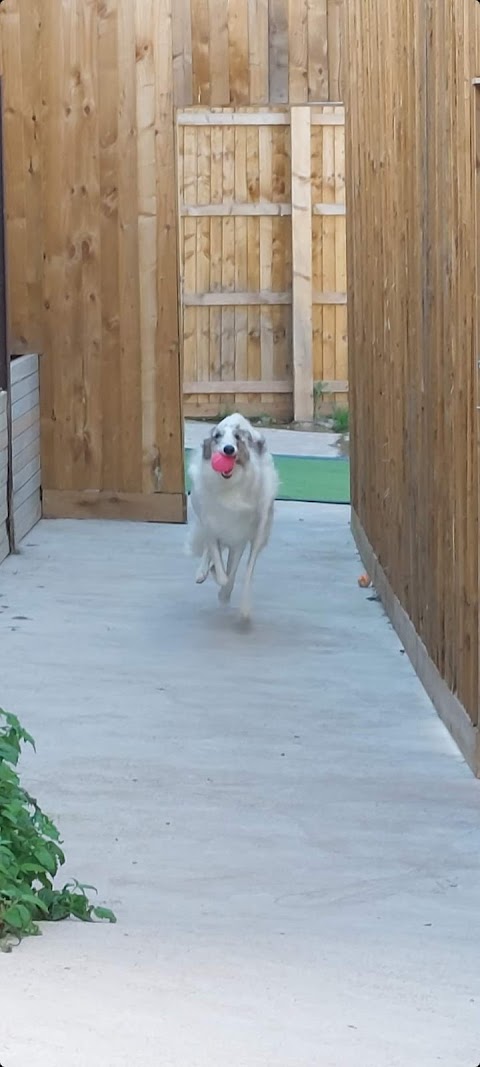 Country Dogs Boarding Kennels