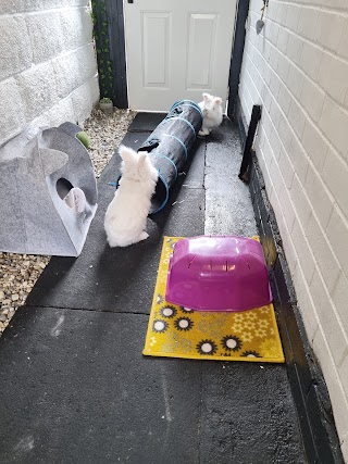 Home from Home Bunny and Guinea pig boarding hotel