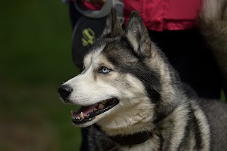 Vets4Pets - Stoke Festival