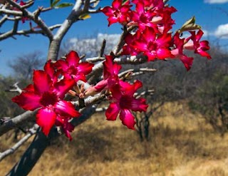 Desert Rose