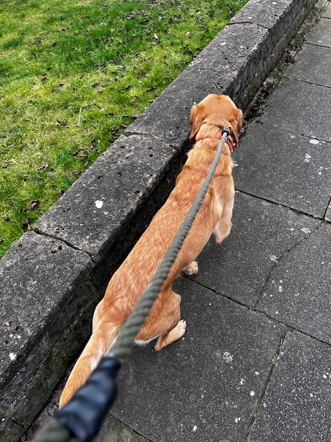 Pringle Pawz Dog Walker