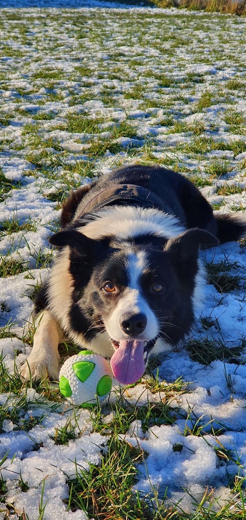 Green Paws Dog Walker