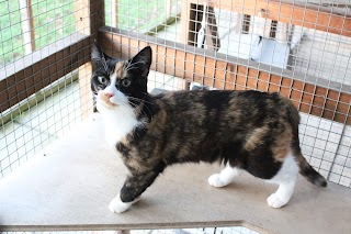 Catkins Boarding Cattery