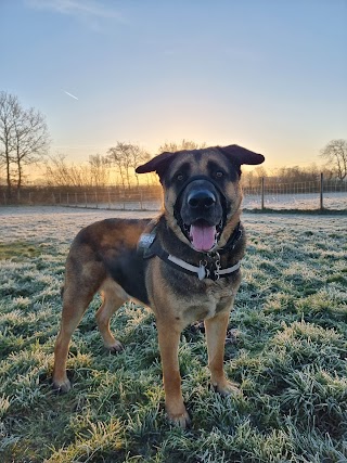 Bridge Paddocks Walkies