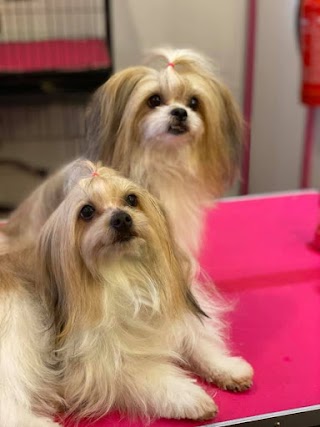 Curracloe Dog Grooming Salon, Ealing, West London