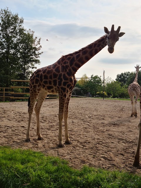 Chester Zoo Car Park 1