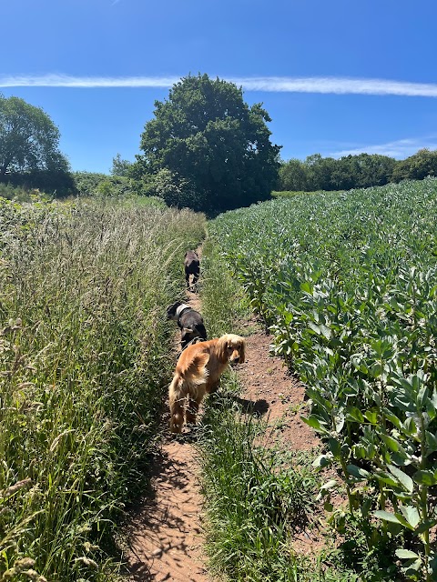 Pooches HUCKNALL dog Walking and Home boarding