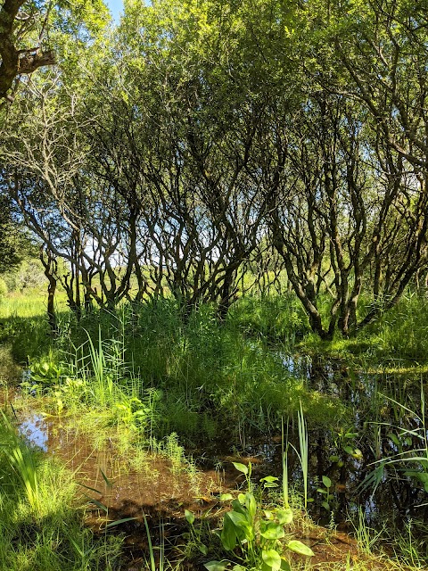 Kenfig Pool - South Hide