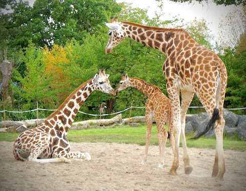 Chester Zoo