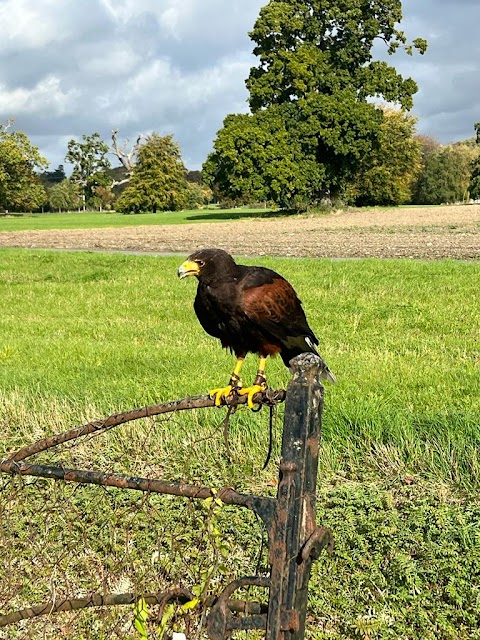 Dublin Falconry