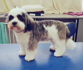 Wight's Wash 'n' Wag Dog Grooming