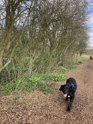 Leighton Buzzard dog walking