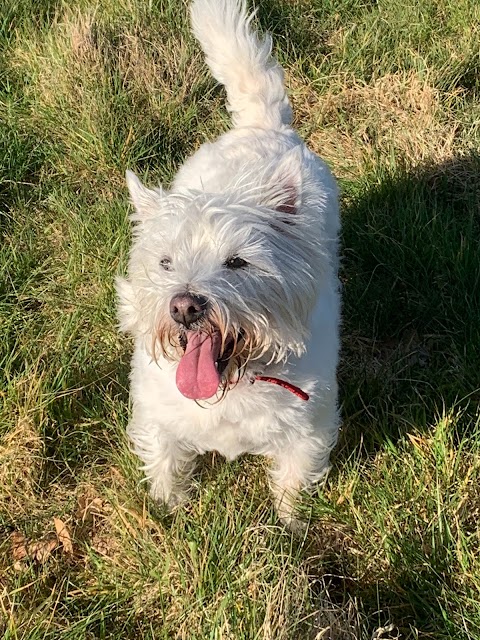 Orchard Kennels & Cattery