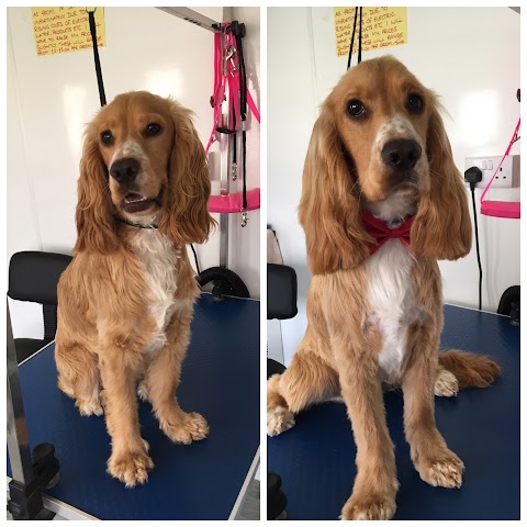 Posh Paws Grooming ( Dog Grooming Basingstoke )