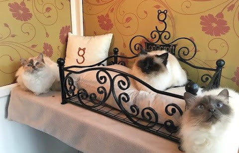 Longcroft Luxury Cat Hotel Southport, Merseyside