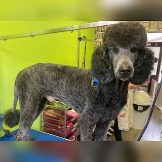 CJ Dog & Cat Grooming