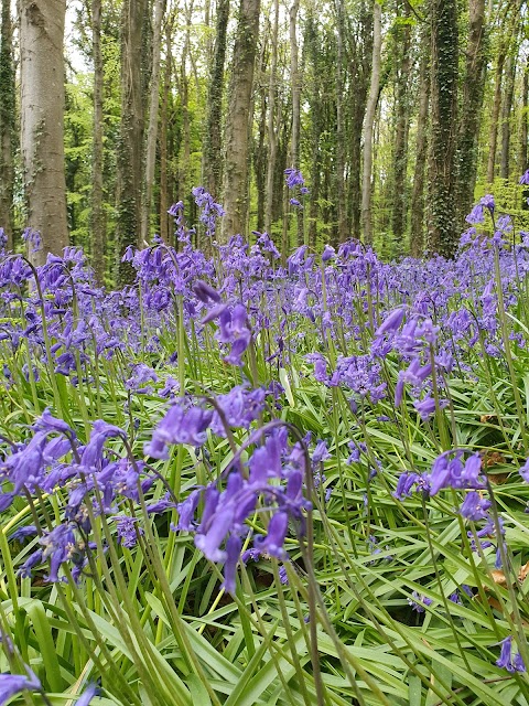 Narrow Water Forest