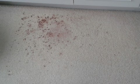 Swansea Carpet Cleaning