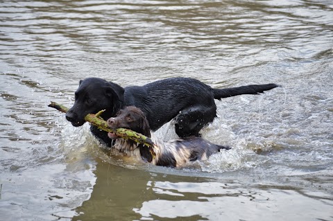 Heathers Pet Care Services