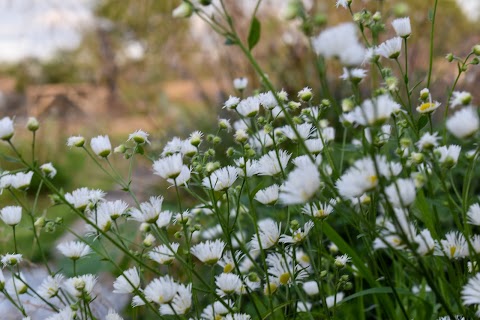 Sunnyview Flowers