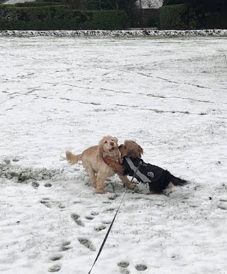 The Good Dog Walker