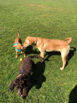 Best Buddy Dog Walking/Boarding