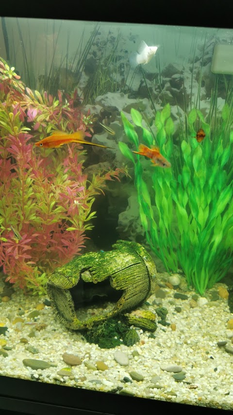 Glovers Tropical Fish Reptile & Water Garden Centre