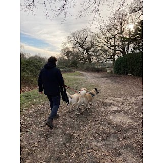 Hampshire Dog Walks