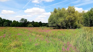 Marston Marsh