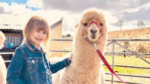 Burnroot Alpacas and camping