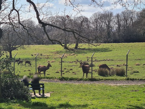 Bedfords Park Deer Enclosure